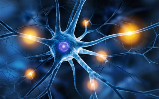 美国杜克大学研究者发现可完全关闭疼痛的神经元