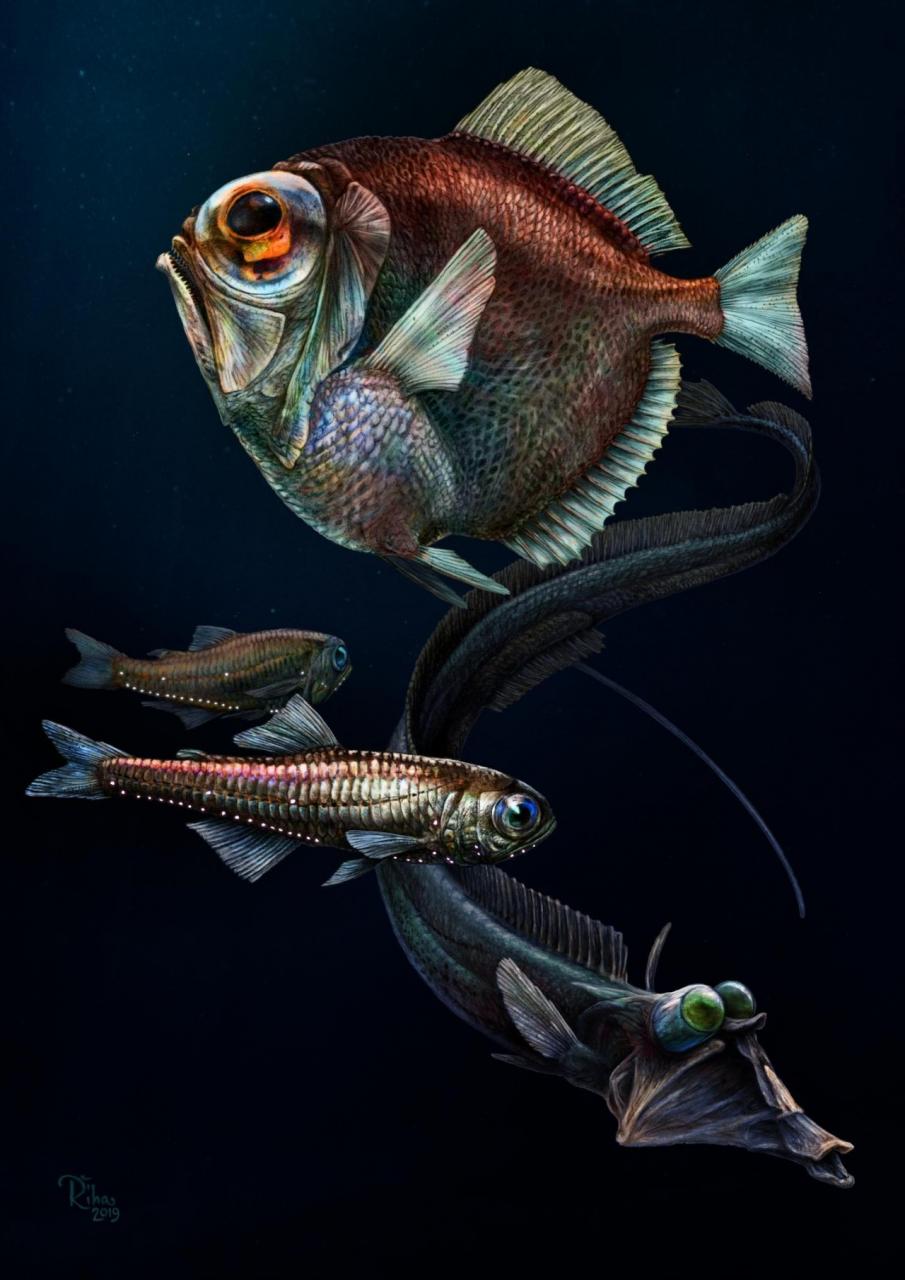 科学 最新封面研究 更新教科书 有些深海怪鱼的视力好得惊人 肽度timedoo